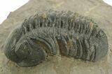 Detailed Reedops Trilobite - Atchana, Morocco #376978-1